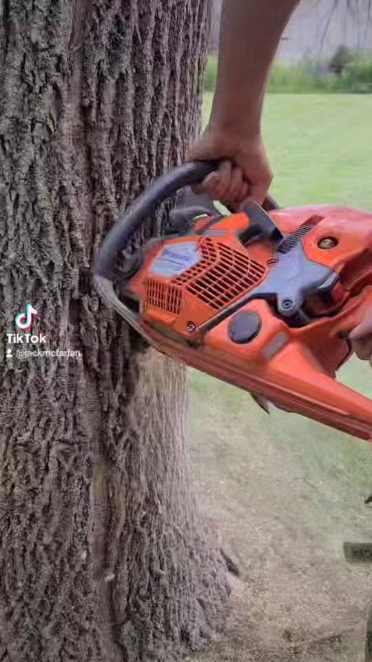 Post 7 by McFarlan Tree Care on TikTok (video)