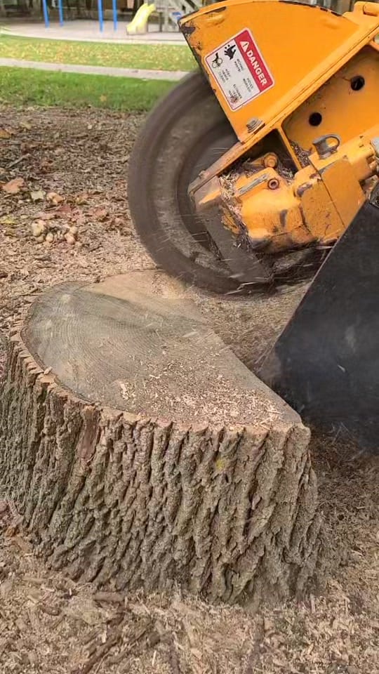 Post 4 by McFarlan Tree Care on TikTok (video)