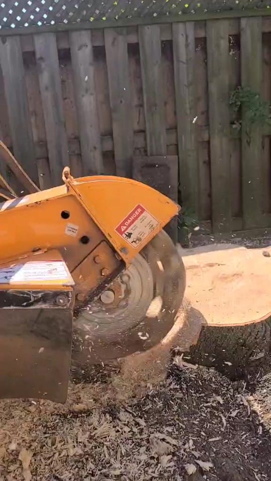 Post 9 by McFarlan Tree Care on TikTok (video)