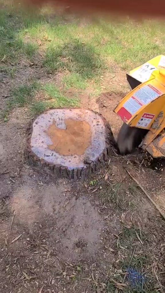 Post 10 by McFarlan Tree Care on TikTok (video)