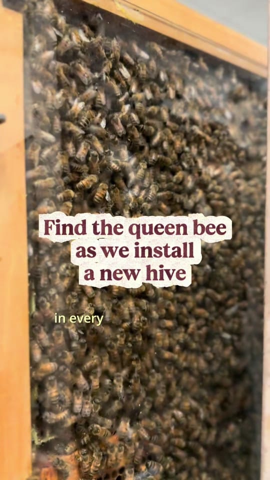 Post 5 by ROMToronto on TikTok (video)