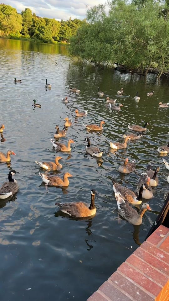Post 3 by Sajal Chaudhary on TikTok (video)