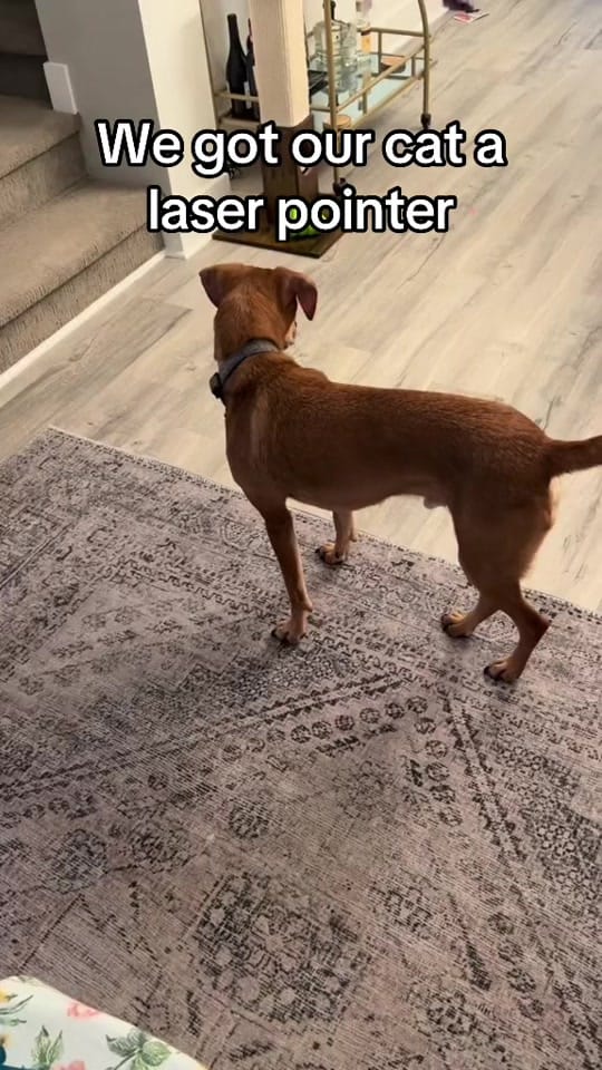 Post 5 by Josh Bowman on TikTok (video)