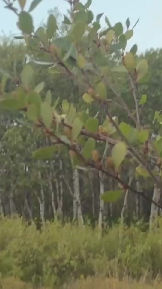 Post 4 by Keevin Erickson on TikTok (video)