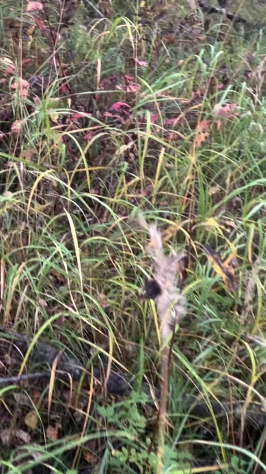 Post 8 by Keevin Erickson on TikTok (video)