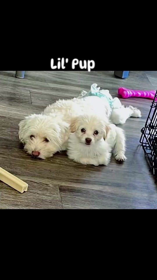 Post 8 by TravelingJayUSA1 on TikTok (video)