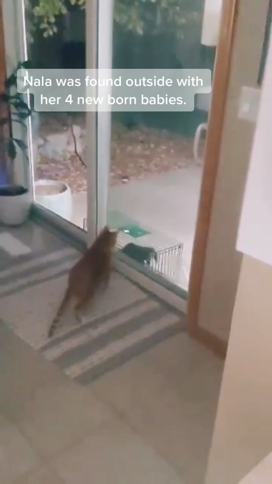 Post 8 by Rebekah Martinez on TikTok (video)