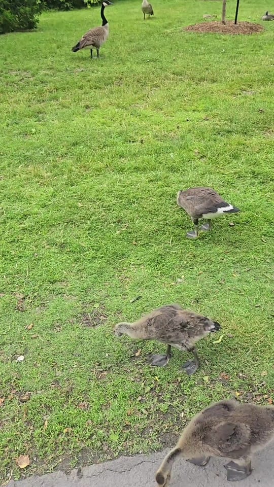 Post 9 by 💙Connerthesabresfan💛 on TikTok (video)
