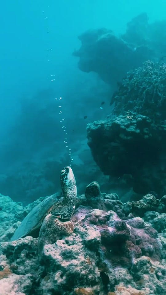 Post 8 by Quinn Johnston on TikTok (video)