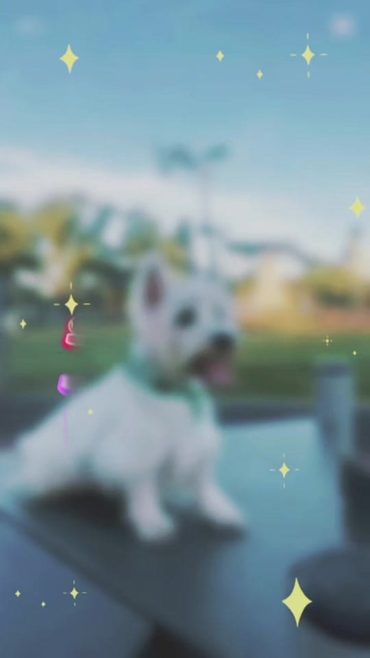 Post 1 by London el westie 🇦🇷 on TikTok (video)