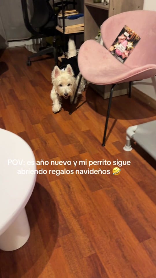Post 4 by London el westie 🇦🇷 on TikTok (video)