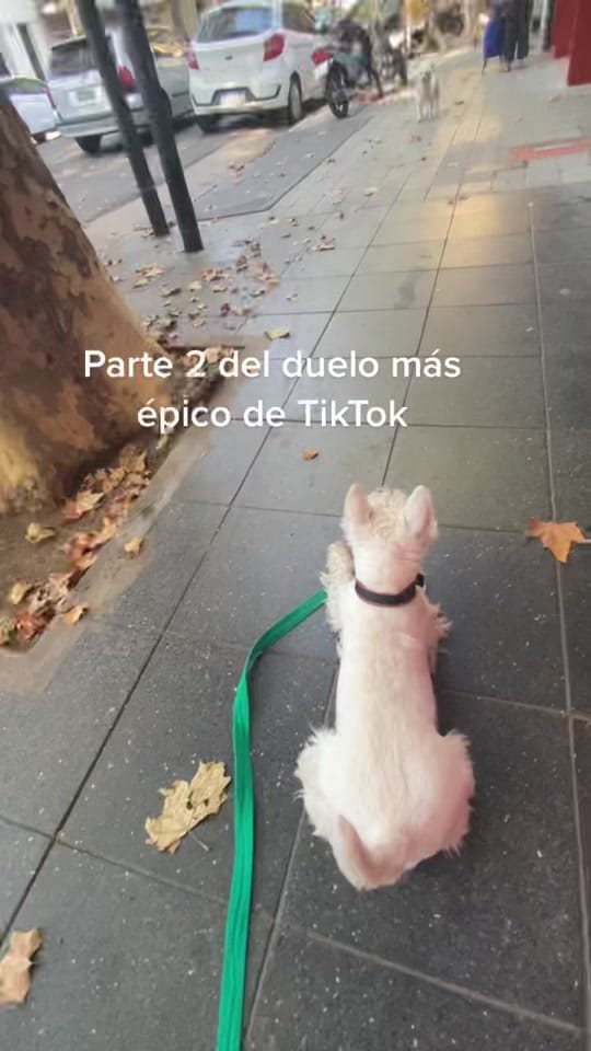 Post 9 by London el westie 🇦🇷 on TikTok (video)