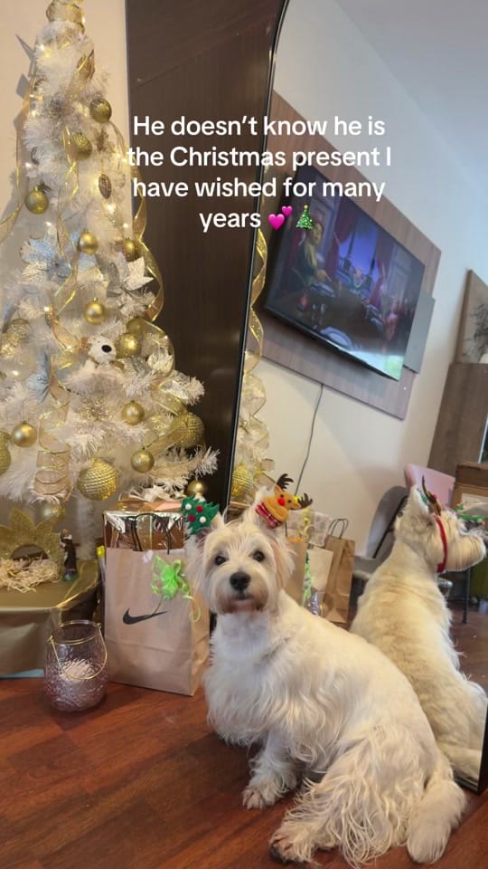 Post 6 by London el westie 🇦🇷 on TikTok (video)