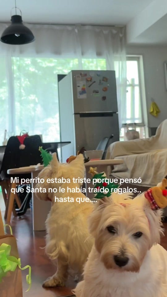 Post 7 by London el westie 🇦🇷 on TikTok (video)