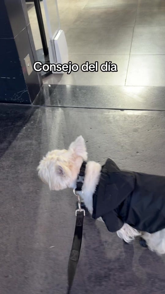 Post 3 by London el westie 🇦🇷 on TikTok (video)