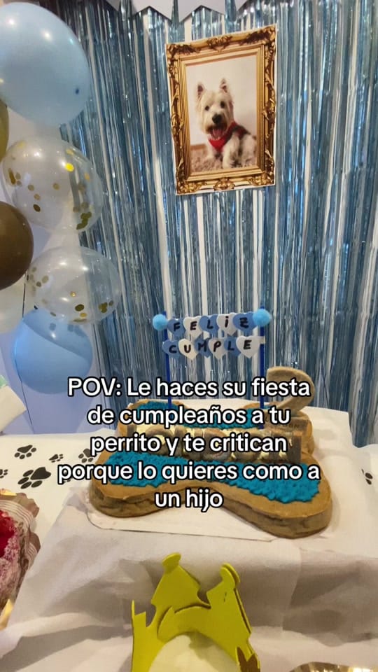 Post 8 by London el westie 🇦🇷 on TikTok (video)