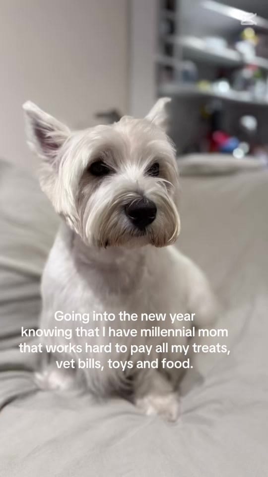 Post 5 by London el westie 🇦🇷 on TikTok (video)