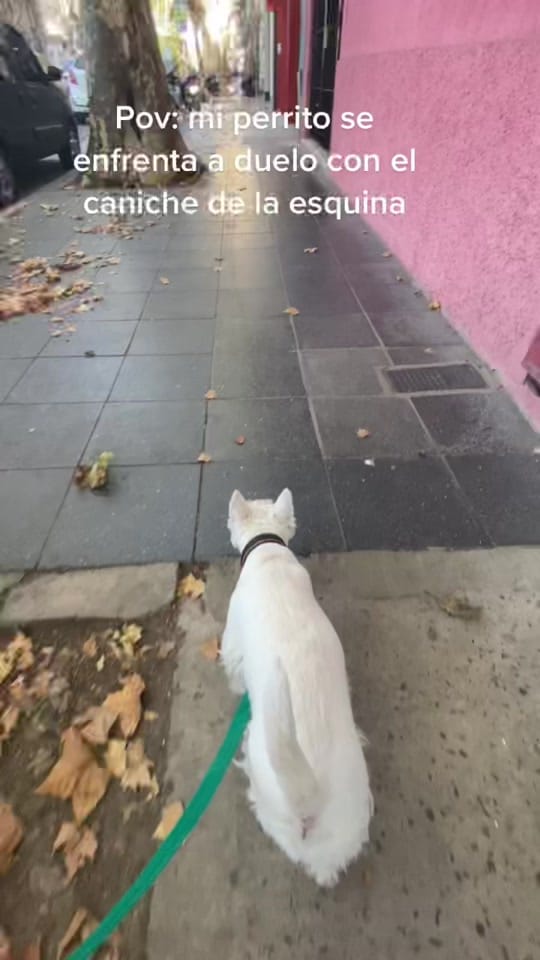 Post 10 by London el westie 🇦🇷 on TikTok (video)