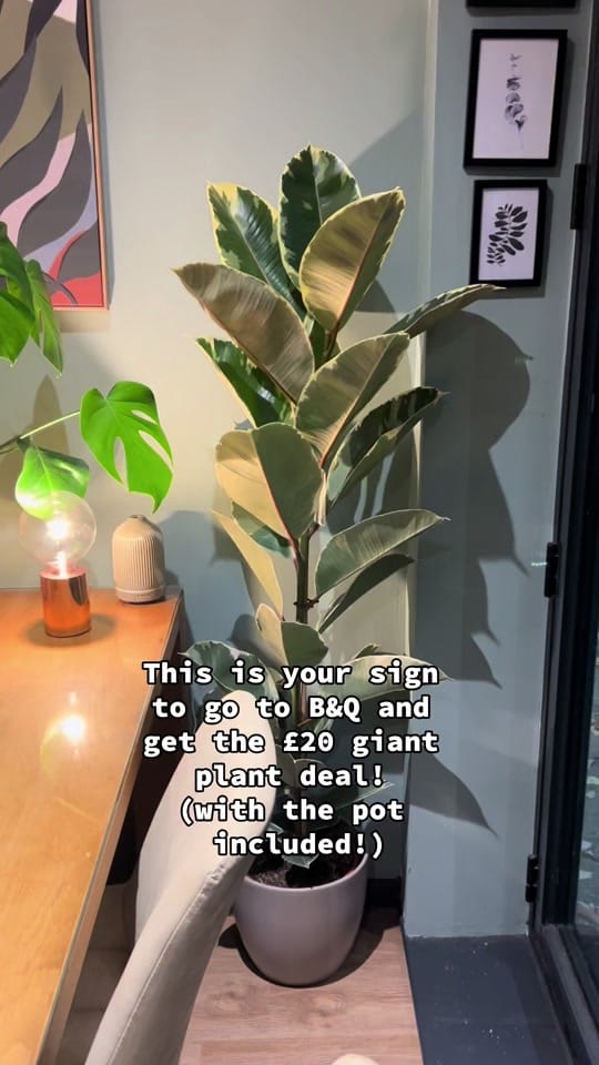 Post 8 by shopwithcody on TikTok (video)