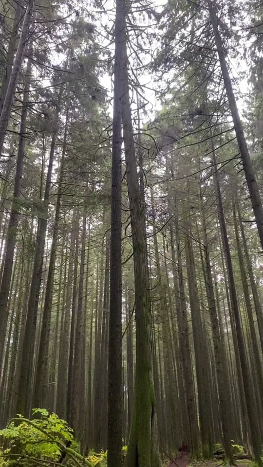 Post 1 by bridget ! on TikTok (video)