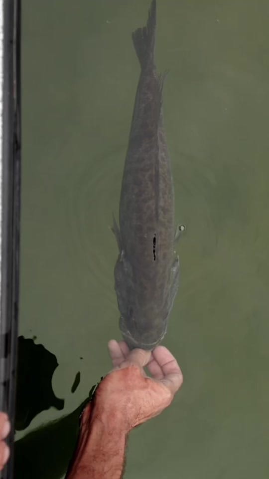 Post 7 by Fishing with Rod on TikTok (video)