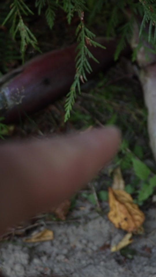 Post 2 by Fishing with Rod on TikTok (video)