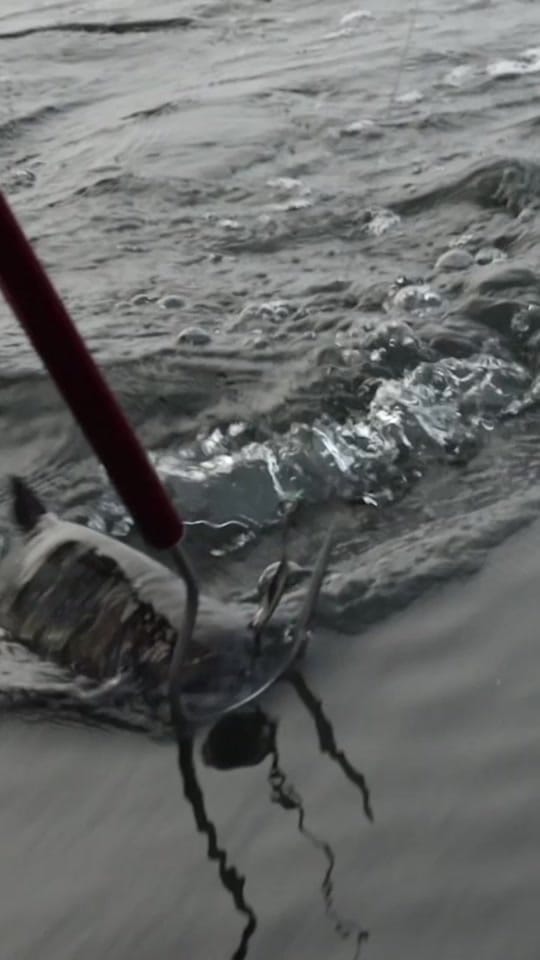 Post 8 by Fishing with Rod on TikTok (video)