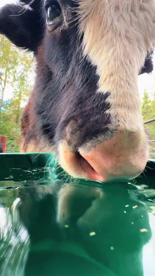 Post 5 by Sarah Bodkin Smith on TikTok (video)