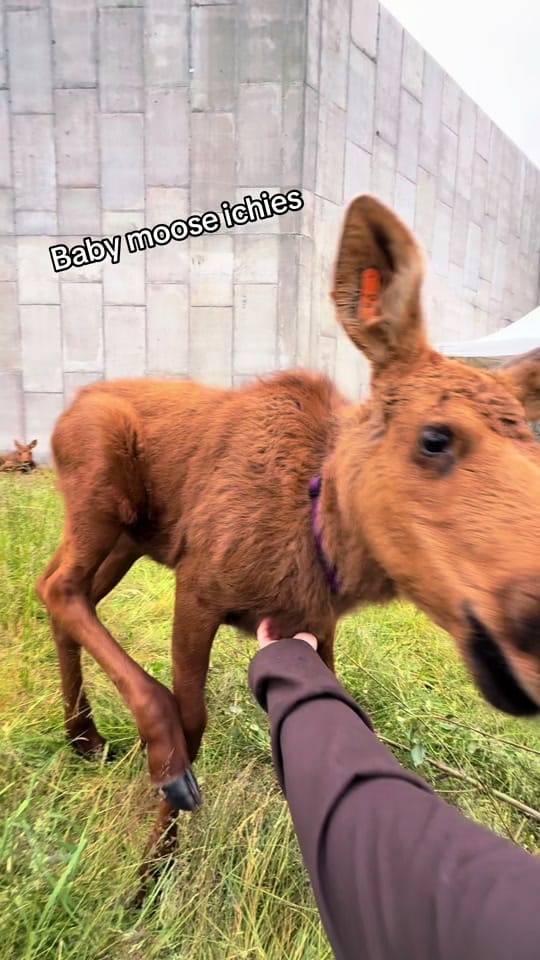 Post 10 by Sarah Bodkin Smith on TikTok (video)