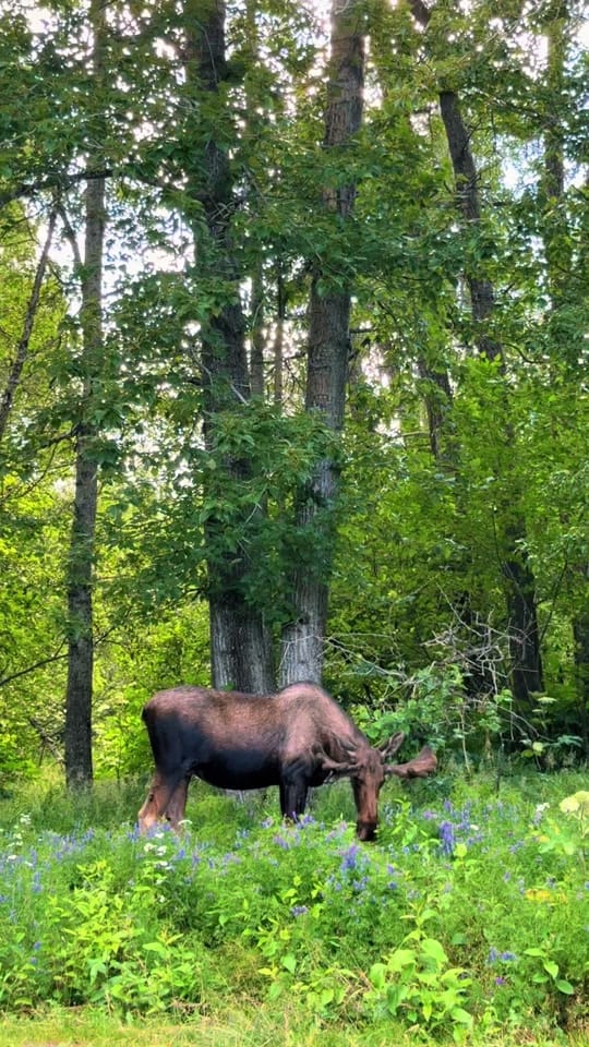 Post 6 by Sarah Bodkin Smith on TikTok (video)