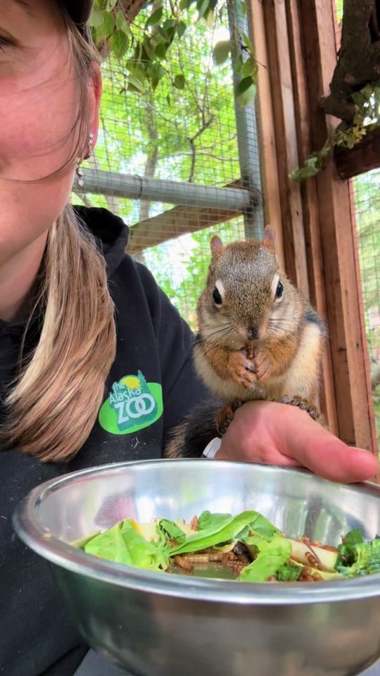 Post 3 by Sarah Bodkin Smith on TikTok (video)