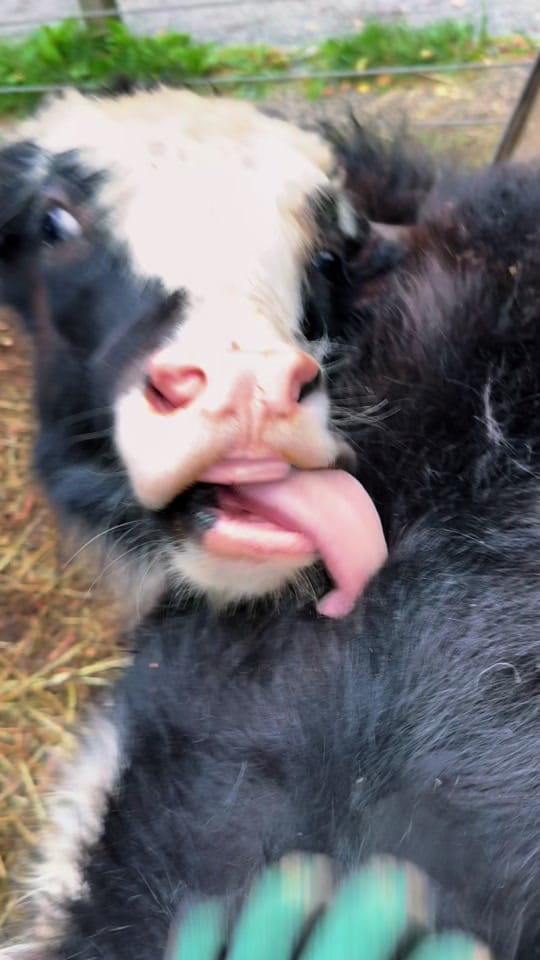 Post 1 by Sarah Bodkin Smith on TikTok (video)