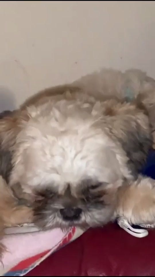 Post 9 by Ronan O'Kane on TikTok (video)