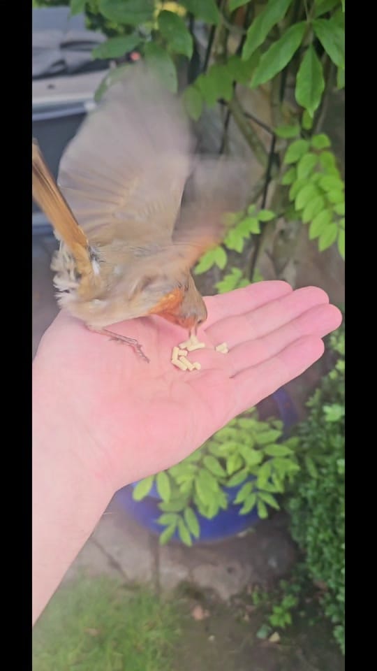 Post 1 by .Redboy69 on TikTok (video)