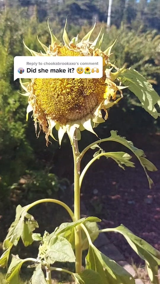Post 3 by Amanda Joy Templeman on TikTok (video)