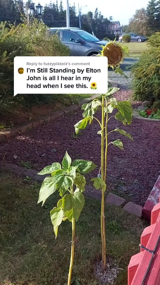 Post 4 by Amanda Joy Templeman on TikTok (video)