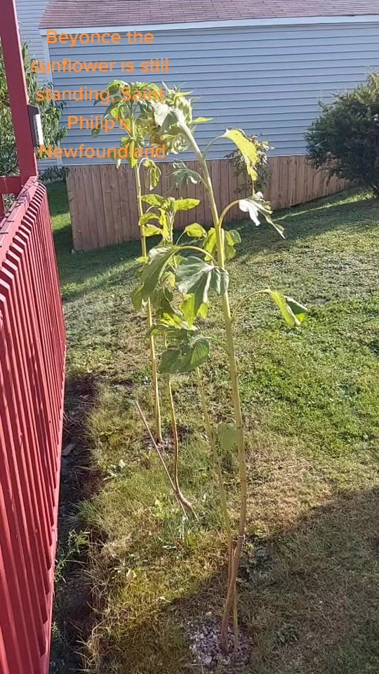 Post 7 by Amanda Joy Templeman on TikTok (video)