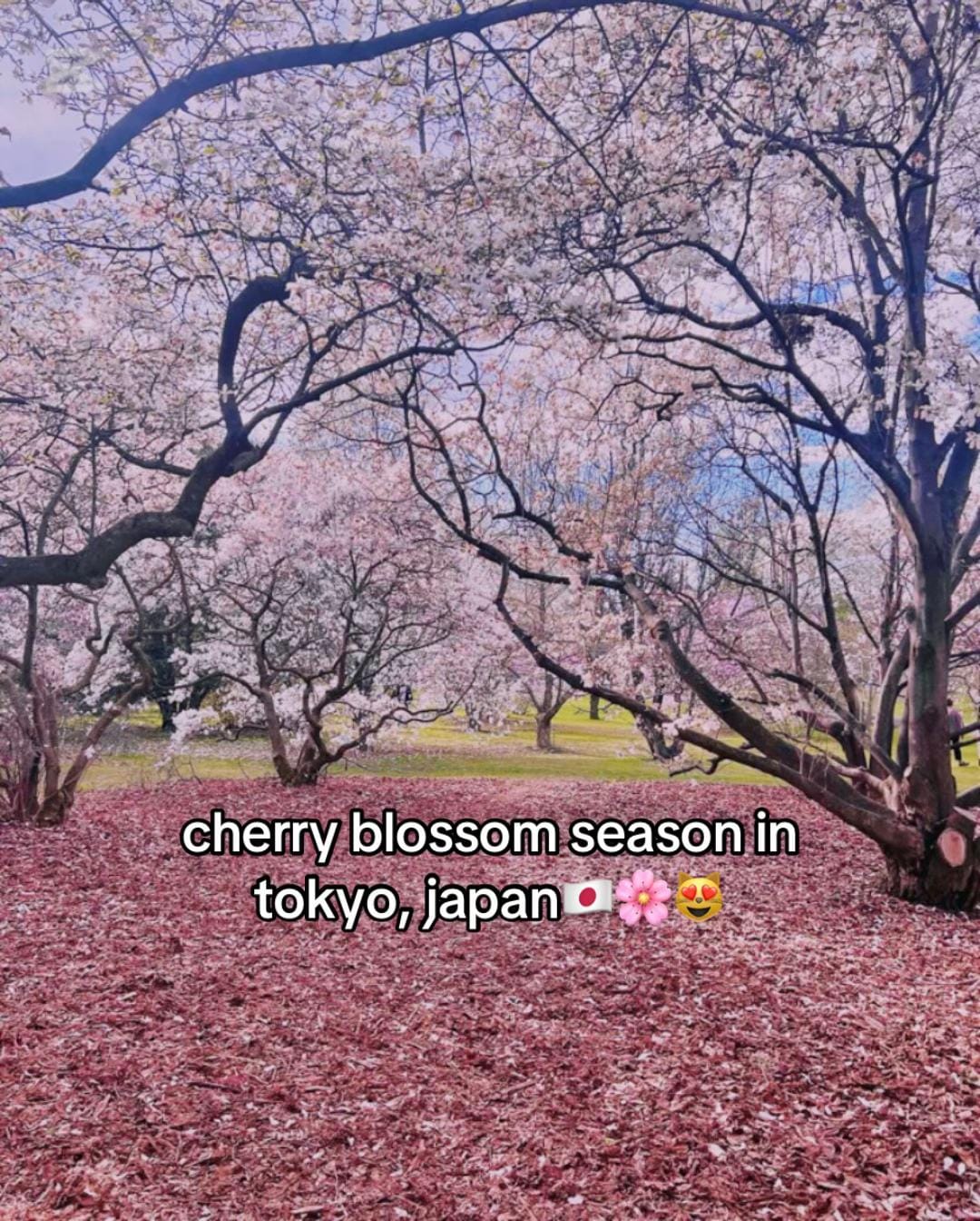 Post 6 by malikah on TikTok (video)