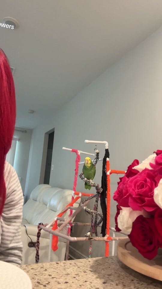 Post 6 by Carmen Ocasio on TikTok (video)
