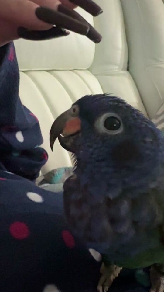 Post 8 by Carmen Ocasio on TikTok (video)