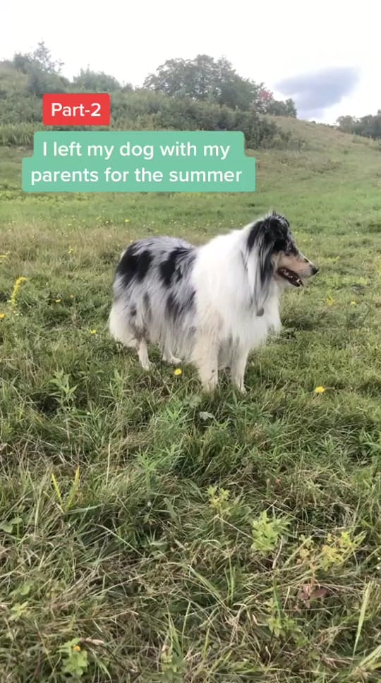 Post 3 by Vincent Dostaler on TikTok (video)