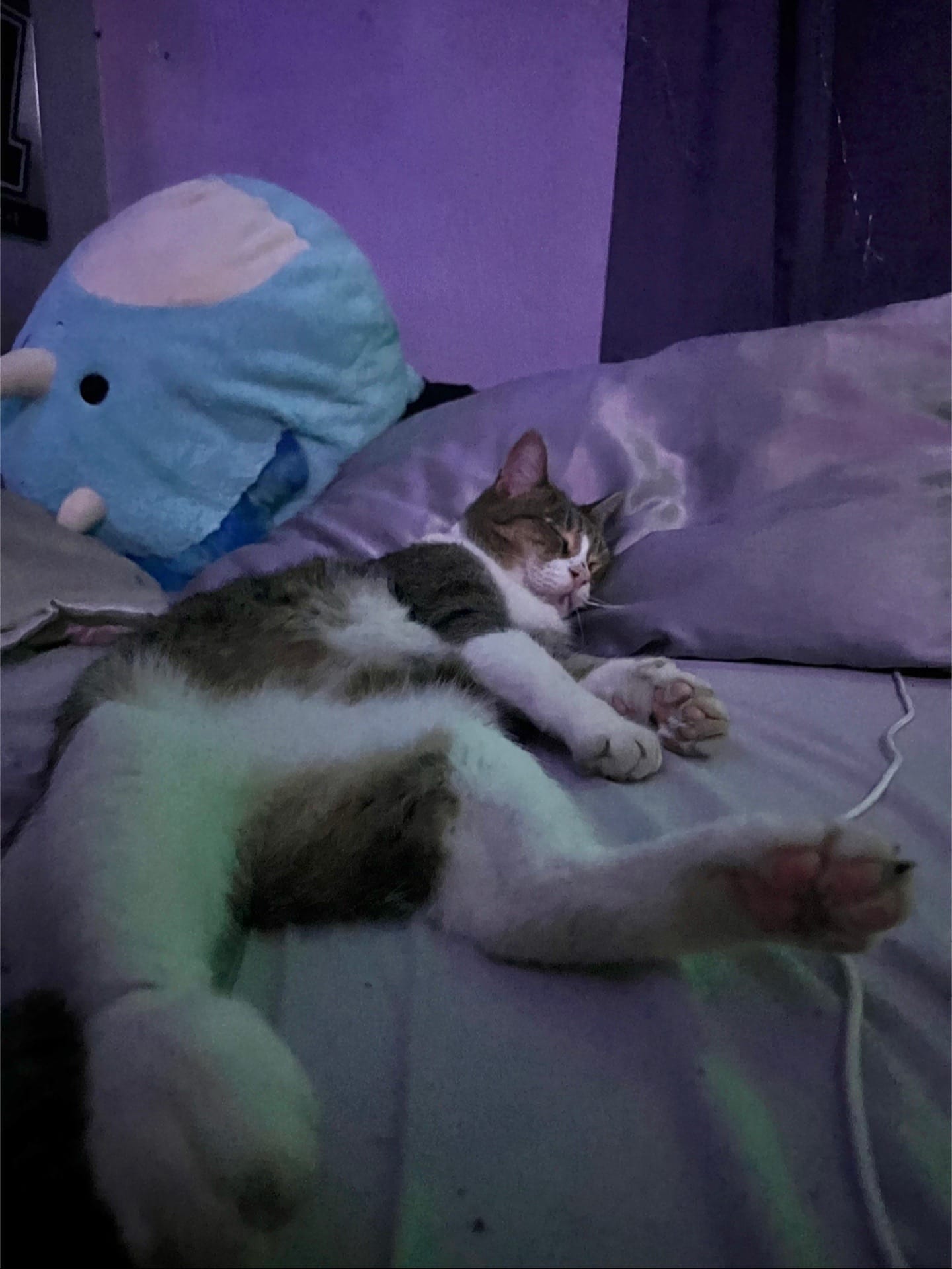 Post 6 by Brook Nievar on TikTok (video)