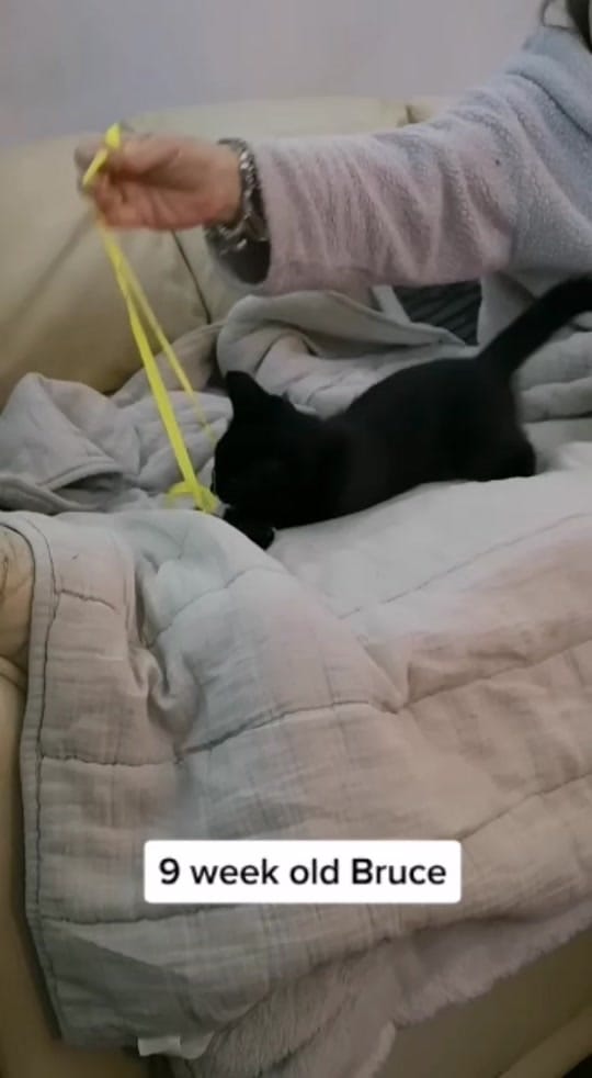 Post 10 by LADY G on TikTok (video)