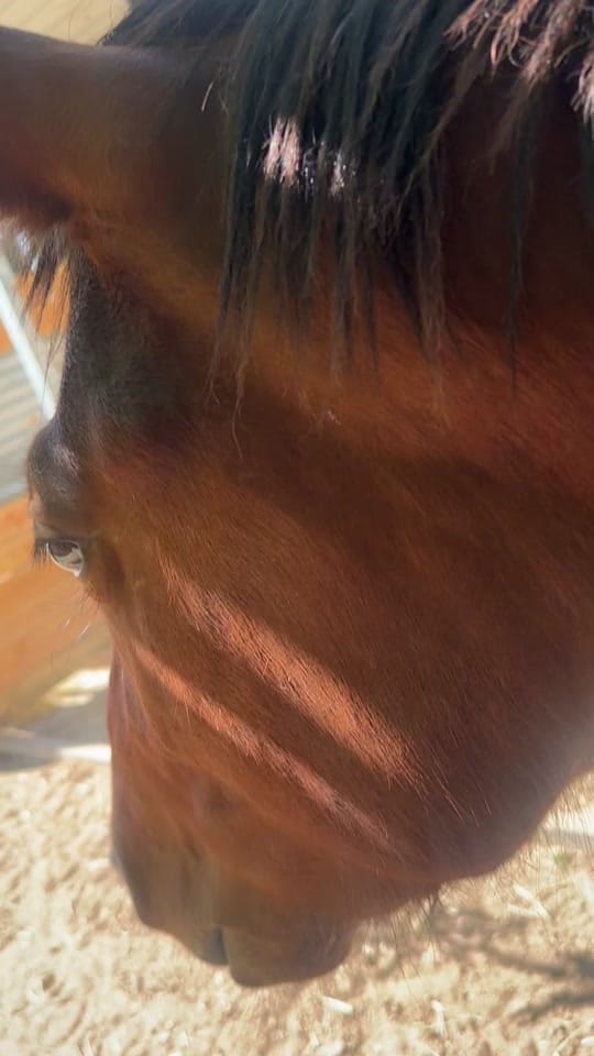 Post 7 by Impala63 on TikTok (video)