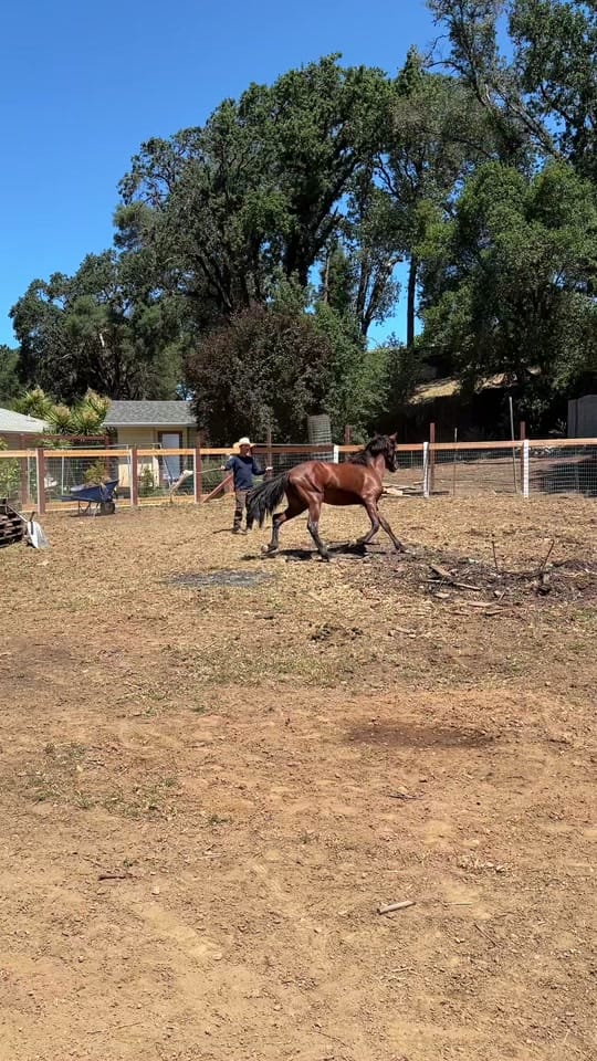 Post 4 by Impala63 on TikTok (video)