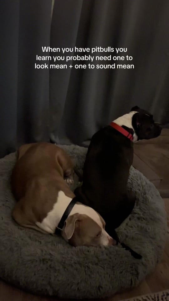 Post 3 by Allison Waken on TikTok (video)