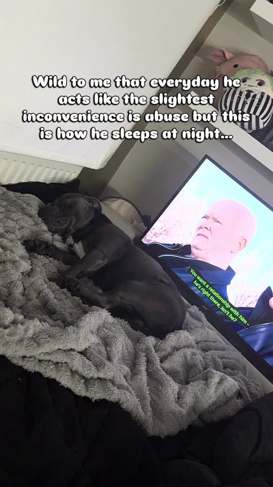Post 7 by Loki | The dog of mischief on TikTok (video)