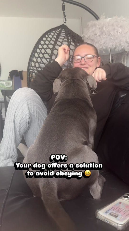 Post 1 by Loki | The dog of mischief on TikTok (video)