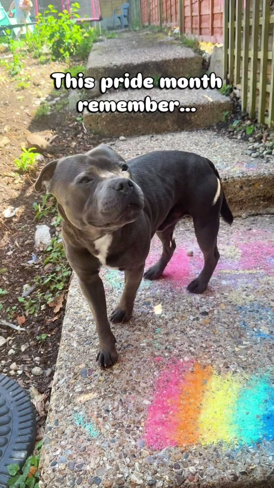 Post 6 by Loki | The dog of mischief on TikTok (video)