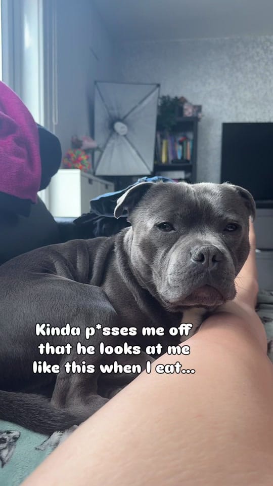 Post 4 by Loki | The dog of mischief on TikTok (video)